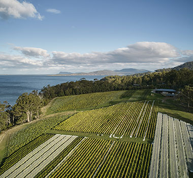 Mewstone Wines Vineyard